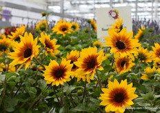 Nog eens de Sun Believeble van Beekenkamp Plants.